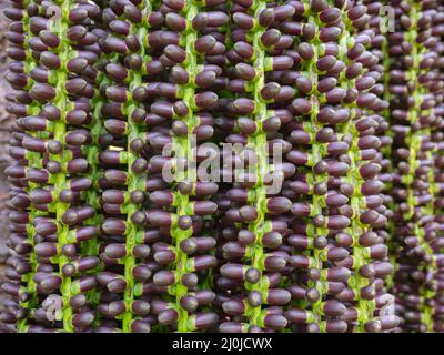 Fruit de l'arbre de Mayang. (Mayang pinang, Arenga pinnata) un des arbres utilisés pour produire des Sopi. Sopi est une boisson locale populaire sur les îles de Maluku, Moluques, Banque D'Images