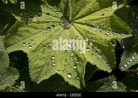 Gouttes d'eau sur les feuilles du manteau de la dame (Alchemilla), Witten, Allemagne, Europe Banque D'Images