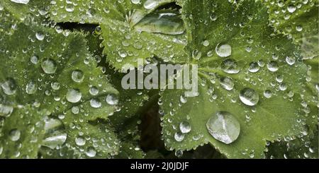 Gouttes d'eau sur les feuilles du manteau de la dame (Alchemilla), Witten, Allemagne, Europe Banque D'Images