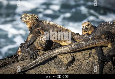 Grande iguane marine, Isla Santiago, Galapagos, Equateur Banque D'Images