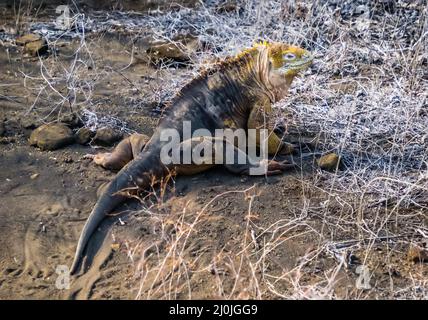 Iguana marine, Isla Santiago, Galapagos, Equateur Banque D'Images