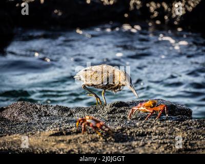 Héron de nuit juvénile à couronne jaune, Isla Santiago, Galapagos, Équateur Banque D'Images