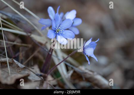 Les premières fleurs d'Anemone hepatica (hepatica nobilis) qui s'élève des feuilles mortes. Mise au point peu profonde. Tourné le jour de mars dans la Karst tchèque. Banque D'Images