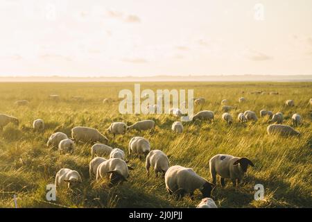 Agriculture, élevage et élevage dans la région Bretagne du nord de la France. Troupeau de moutons broutent dans le champ sur les rives de l'océan atlantique en fr Banque D'Images