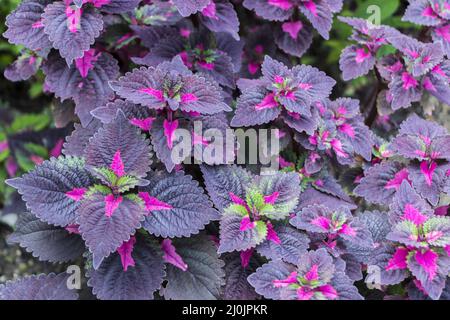 Coleus vert violet rose au jardin botanique de Perdana, Kuala Lumpur. Banque D'Images