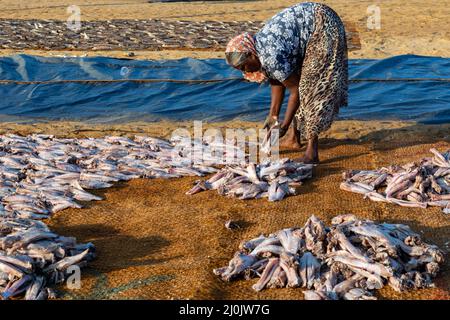 Personnes travaillant avec des poissons sur la plage à Negombo, Sri Lanka. Banque D'Images