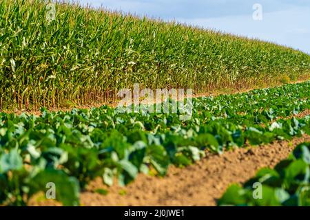 Comptabilité et agriculture, terres agricoles en France région Bretagne. Champ de culture de maïs vert dans le nord de la France en Bretagne. Céréales Banque D'Images