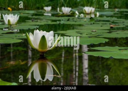 Nénuphars et leurs reflets dans les eaux d'une rivière calme au coucher du soleil, région de Puumala, Finlande Banque D'Images