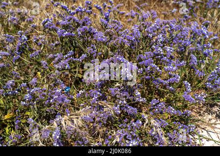 Limonium sinuatum ailé méditerranée lavande de mer en pleine croissance sauvage dans le rivage de Chypre. Magnifique littoral à Paphos, Chypre avec Banque D'Images