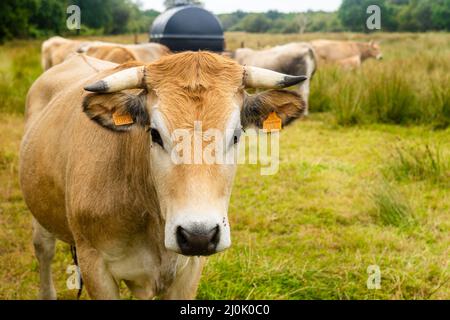 Groupe de vaches Limousin brunes adultes avec troupeau de jeunes gobies et pâturage de bétail en Bretagne, France. Agriculture, laiterie et en direct Banque D'Images