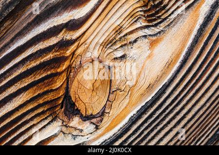 Macro-détail d'un nœud dans une bande de parement de cèdre abîmé à la cour du navire Britannia à Steveston Colombie-Britannique Canada Banque D'Images