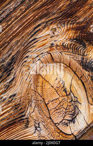 Macro-détail d'un nœud dans une bande de parement de cèdre abîmé à la cour du navire Britannia à Steveston Colombie-Britannique Canada Banque D'Images