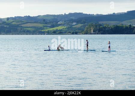 Tauranga Nouvelle-Zélande - Mars 18 2022; groupe de famille sur stand-up paddle-boards sur le port de Tauranga avec chien d'animal de compagnie. Banque D'Images