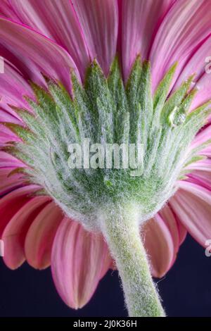 La face inférieure d'une fleur de Gerbera rose vif (Asteraceae) Banque D'Images