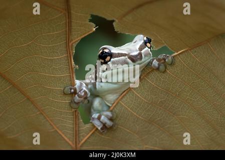La grenouille de lait piquant d'un trou dans une feuille séchée Banque D'Images