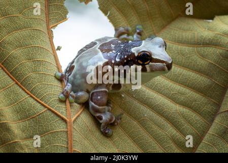 La grenouille de lait piquant d'un trou dans une feuille séchée Banque D'Images