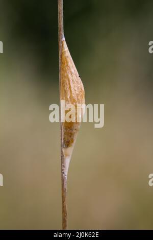 La pupa d'une chenille sur une lame d'herbe. Banque D'Images