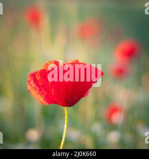 Bouton ouvert de fleur de pavot rouge dans le champ. Magnifique temps ensoleillé l'après-midi de campagne montagneuse. Arrière-plan flou Banque D'Images