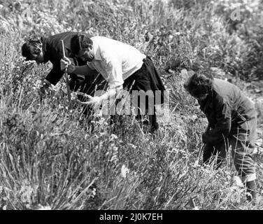 Meurtres de Huyton, Merseyside, août 1980. John Greenwood 11 et Gary Miller 11 ont été retrouvés en train de mourir dans un dépotoir de déchets du conseil. Ils avaient été pris au-dessus de la tête et puis enterrés sous les ordures. Lorsqu'ils ont été trouvés, ils étaient tous les deux encore en vie, mais sont morts plus tard de leurs blessures (John Greenwood, 17th août et Gary Miller, 20th août). Notre photo montre ... police recherche meurtre scène. 17th août 1980. Banque D'Images