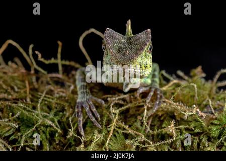 Dragon de la forêt de Sumatran sur fond noir Banque D'Images