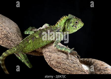 Dragon de la forêt de Sumatran sur fond noir Banque D'Images