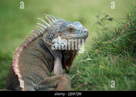 Grand iguana rouge marchant sur l'herbe Banque D'Images
