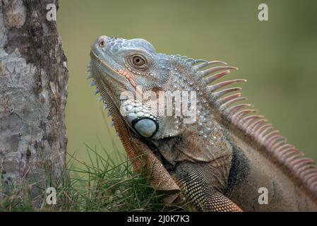Grand iguana rouge marchant sur l'herbe Banque D'Images
