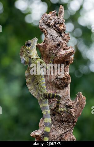 Incliner le lézard à tête ( Gonocephalus bornensis ) sur le tronc de l'arbre Banque D'Images