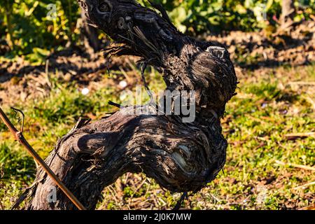 Une vieille vigne en Rhénanie-Palatinat en hiver, en Allemagne Banque D'Images