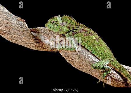 Dragon de la forêt de Sumatran sur fond noir Banque D'Images
