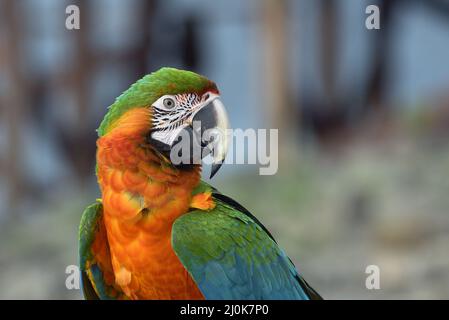 Gros plan sur les perroquets de macaw Banque D'Images