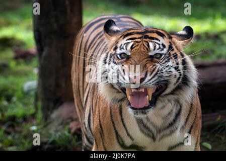 Un tigre au visage étrange Banque D'Images