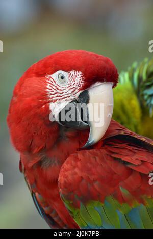 Gros plan sur les perroquets de macaw Banque D'Images