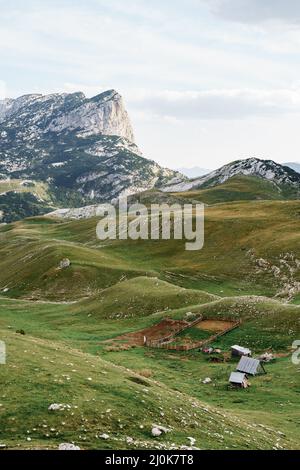 Un rempart de moutons dans les collines verdoyantes au milieu des montagnes du Monténégro, dans le parc national Durmitor, Zabljak. Banque D'Images