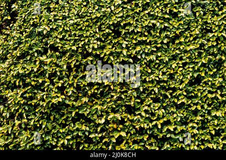 Un tapis de feuilles vertes. Texture de mur de Bush en petites feuilles. Arrière-plan vert. Banque D'Images