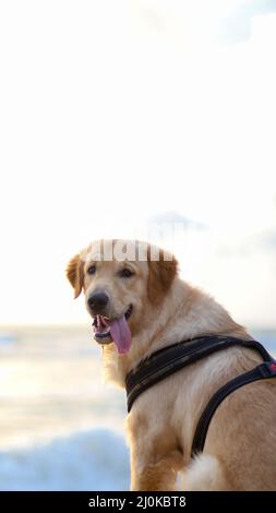 Gros plan d'un chien smiley Golden Retriever assis à l'extérieur dans une lumière vive avec un arrière-plan flou Banque D'Images