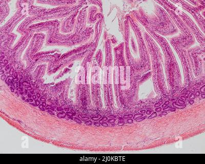 coupe transversale de l'intestin de blackbird sous le microscope montrant les glandes intestinales et l'épithélium columnaire simple - microscope optique x100 magnifatio Banque D'Images