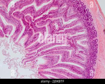 coupe transversale de l'intestin de blackbird sous le microscope montrant les glandes intestinales et l'épithélium columnaire simple - microscope optique x100 magnifatio Banque D'Images