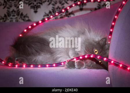 Mignon chat gris à cheveux longs se prélassant sur un canapé violet avec jeu de lumières violettes. Banque D'Images
