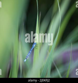 Azure Damselfly manger sur une tige de roseau. Banque D'Images