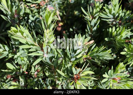 Châssis complet des feuilles de la douille du couvercle de sol Banque D'Images
