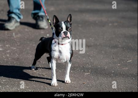 Un terrier de Boston de sexe masculin âgé de près d'un an. Cette race, connue sous le nom de gentleman américain, est issue d'un chien de taureau et d'un terrier. Banque D'Images