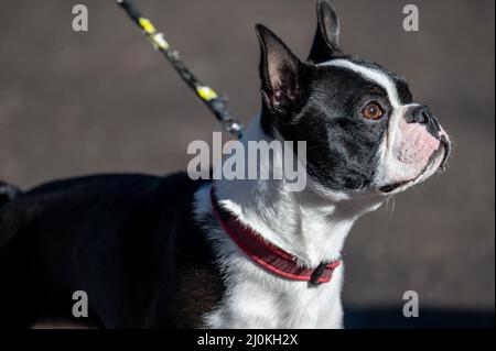 Un terrier de Boston de sexe masculin âgé de près d'un an. Cette race, connue sous le nom de gentleman américain, est issue d'un chien de taureau et d'un terrier. Banque D'Images