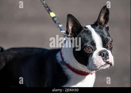 Un terrier de Boston de sexe masculin âgé de près d'un an. Cette race, connue sous le nom de gentleman américain, est issue d'un chien de taureau et d'un terrier. Banque D'Images