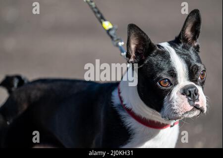 Un terrier de Boston de sexe masculin âgé de près d'un an. Cette race, connue sous le nom de gentleman américain, est issue d'un chien de taureau et d'un terrier. Banque D'Images
