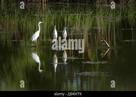 Image du Grand Egret Ardea alba sur fond naturel. Heron, oiseaux blancs, animal Banque D'Images