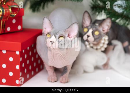 Deux chats Sphynx assis près de l'arbre de Noël avec des boîtes cadeau à pois rouges de vacances sous lui. Des chats pur-sang. Banque D'Images