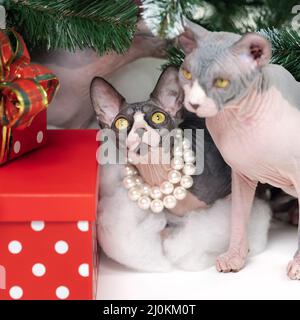 Deux chats Sphynx assis près de l'arbre de Noël avec des boîtes cadeau à pois rouges de vacances sous lui. Chats pur-sang Christmassy. Banque D'Images