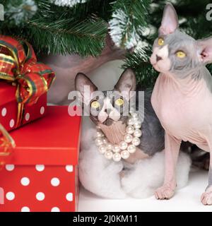 Deux chats Sphynx domestiques assis sous l'arbre de Noël avec des boîtes cadeau à pois rouges de vacances sous lui. Des chats pur-sang. Banque D'Images