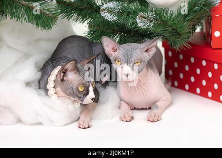 Deux chats Sphynx domestiques placés sous un sapin de Noël avec des boîtes cadeau à pois rouges festives sous lui. Chats pur-sang Christmassy. Banque D'Images